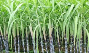 আখের সঙ্গে অন্য শস্য আবাদ অধিকতর লাভজনক