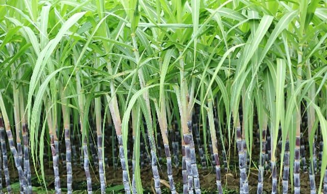 আখের সঙ্গে অন্য শস্য আবাদ অধিকতর লাভজনক