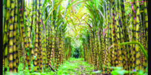 আখের সঙ্গে অন্য শস্য আবাদ অধিকতর লাভজনক