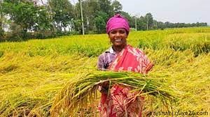 কাজ করতে কষ্ট হলেও কড়া রোদে খুশি রাজশাহীর ধানচাষিরা