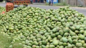 ঝড়ে পড়া রাজশাহীর আম বিক্রি হচ্ছে দুই থেকে পাঁচ টাকা কেজি দরে